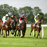Sports Betting - Horse Racing